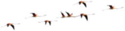 Flamingos