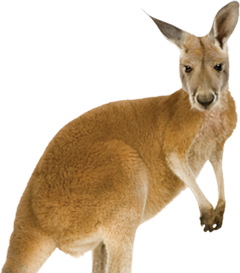 Kangeroo