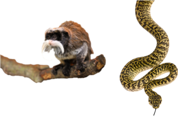 Snake