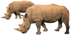 Rhinos