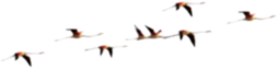 Flamingos