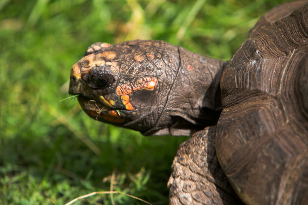 Red Footed Tortoise Flamingo Land Resort