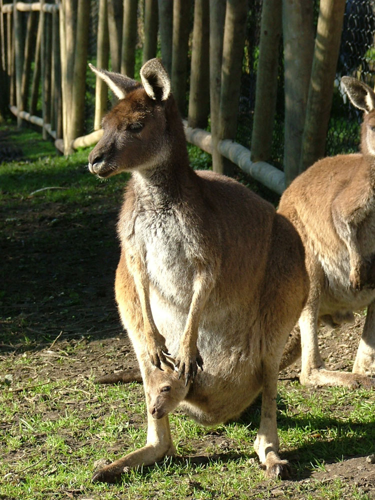 Kangaroo Land