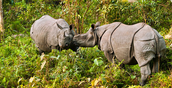 Ready to Welcome The Indian Rhinos at Flamingo Land