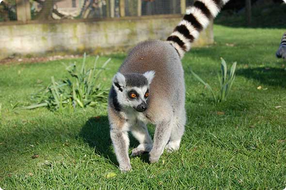 Lemur Walkthrough