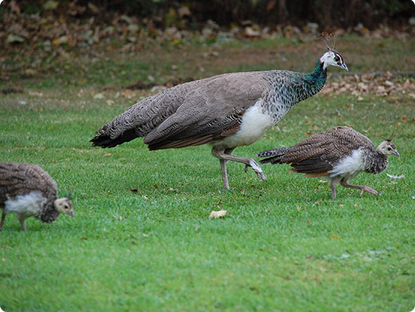 Mini Peacocks