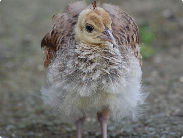 Mini Peacocks