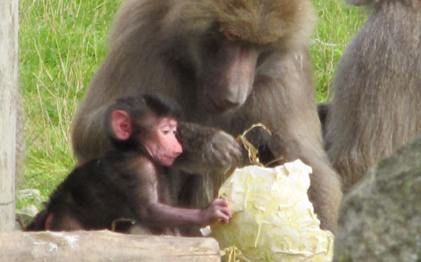 Baby Baboon