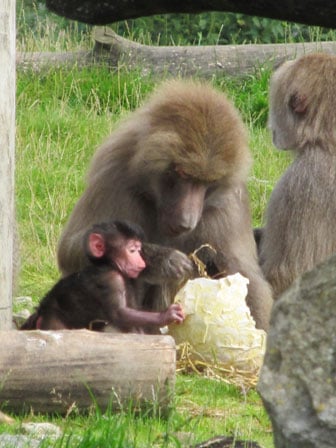 Baboon Balloons