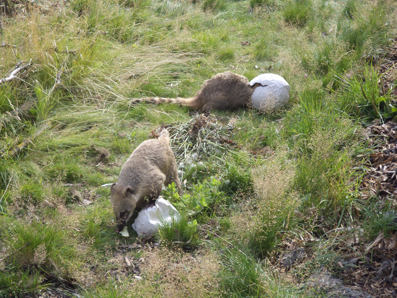 Coati