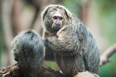 Female Saki