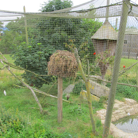 Hamerkop nest