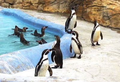 Humboldt Penguins