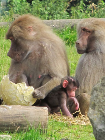 Baby baboon