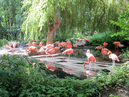 Flamingos