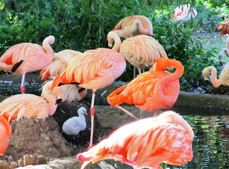 Flamingo chicks