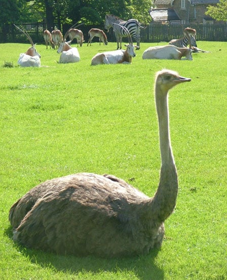 Ostrich and Oryx