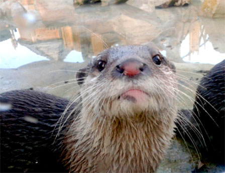 Otter