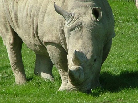 Rhino