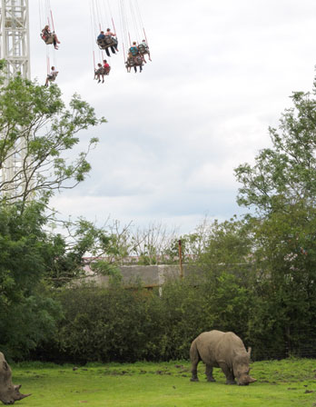 Rhinos in shadow of Pterodactyl