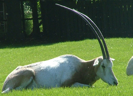 Does Conservation Work? - Scimitar-horned Oryx