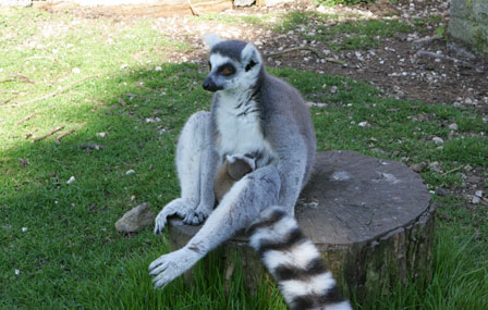 Lemur baby