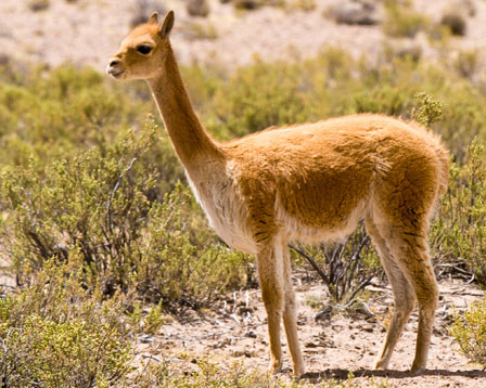 Does Conservation Work? - Vicuna