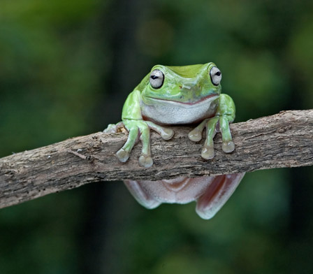 White's tree frog