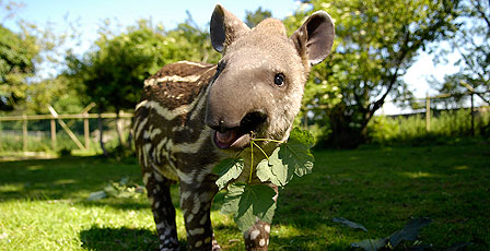 Eddie the Brazilian Tapir