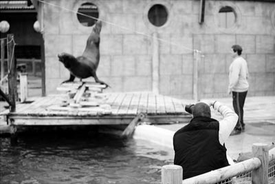 Posing Sea Lion by John Denton and Mark Miller