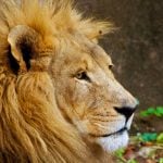 Lion at Flamingo Land Lion at Flamingo Land