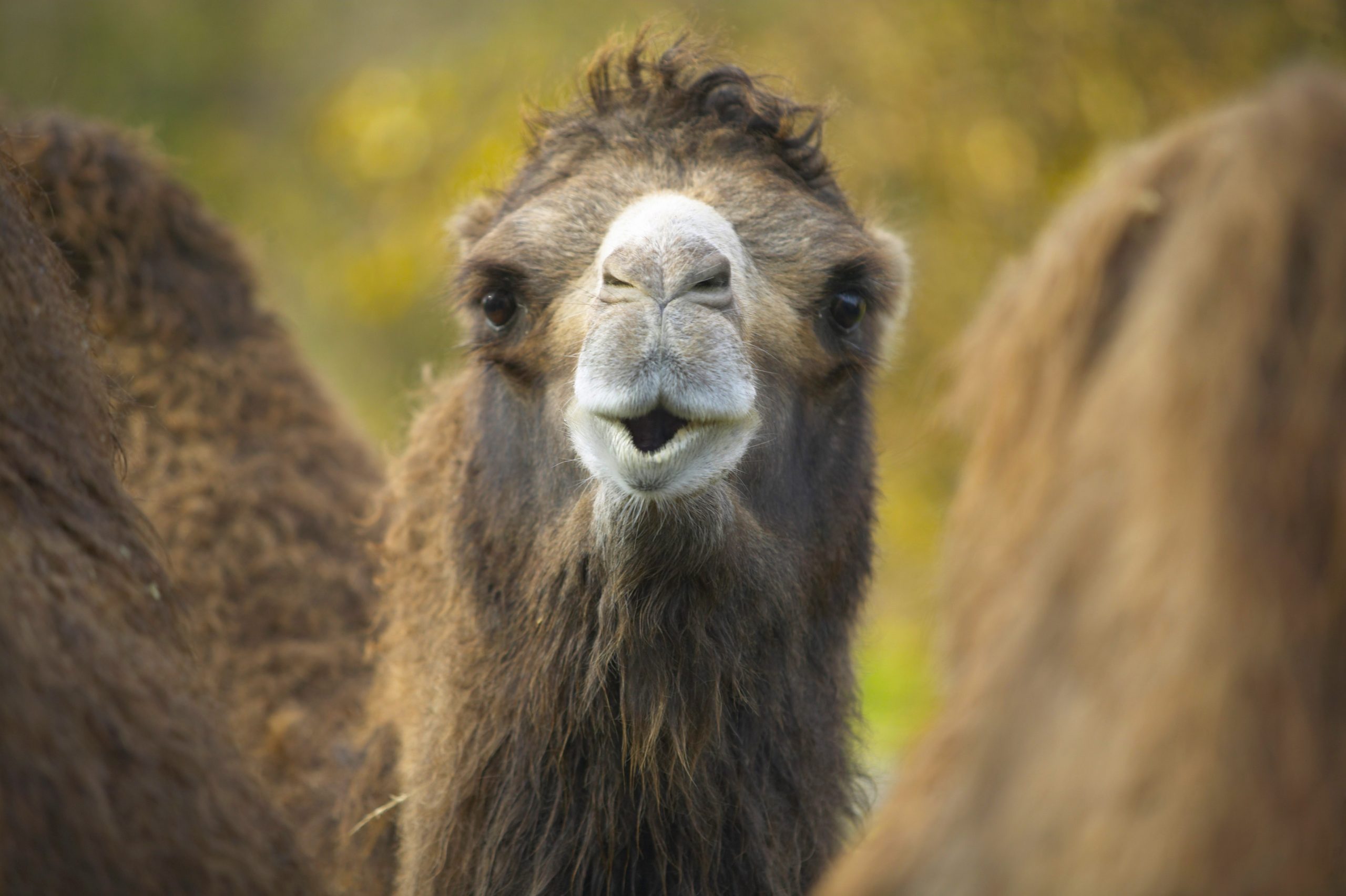 Bactrian Camel Flamingo Land Resort