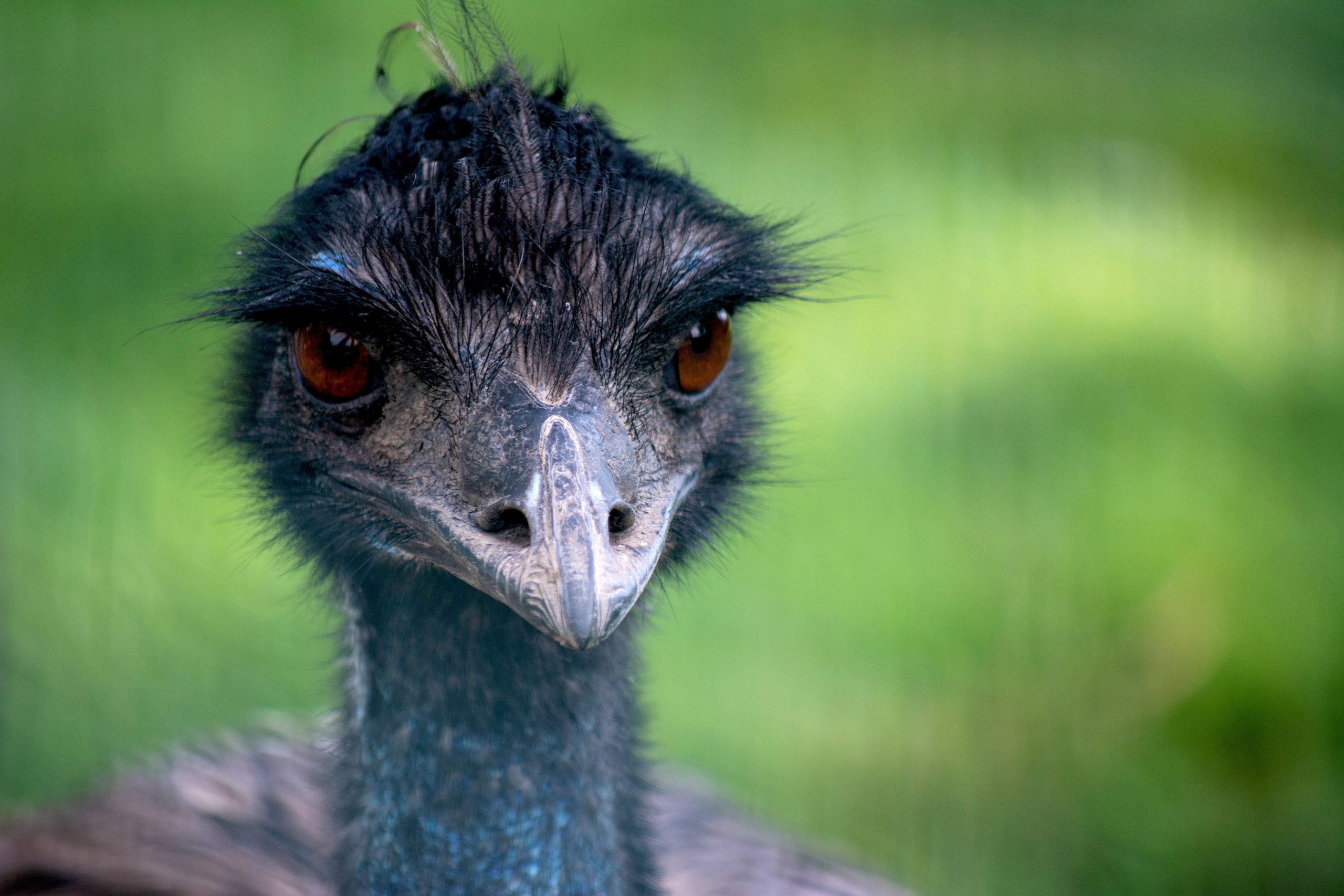 Emus: Herbivores Or Something More Sinister?