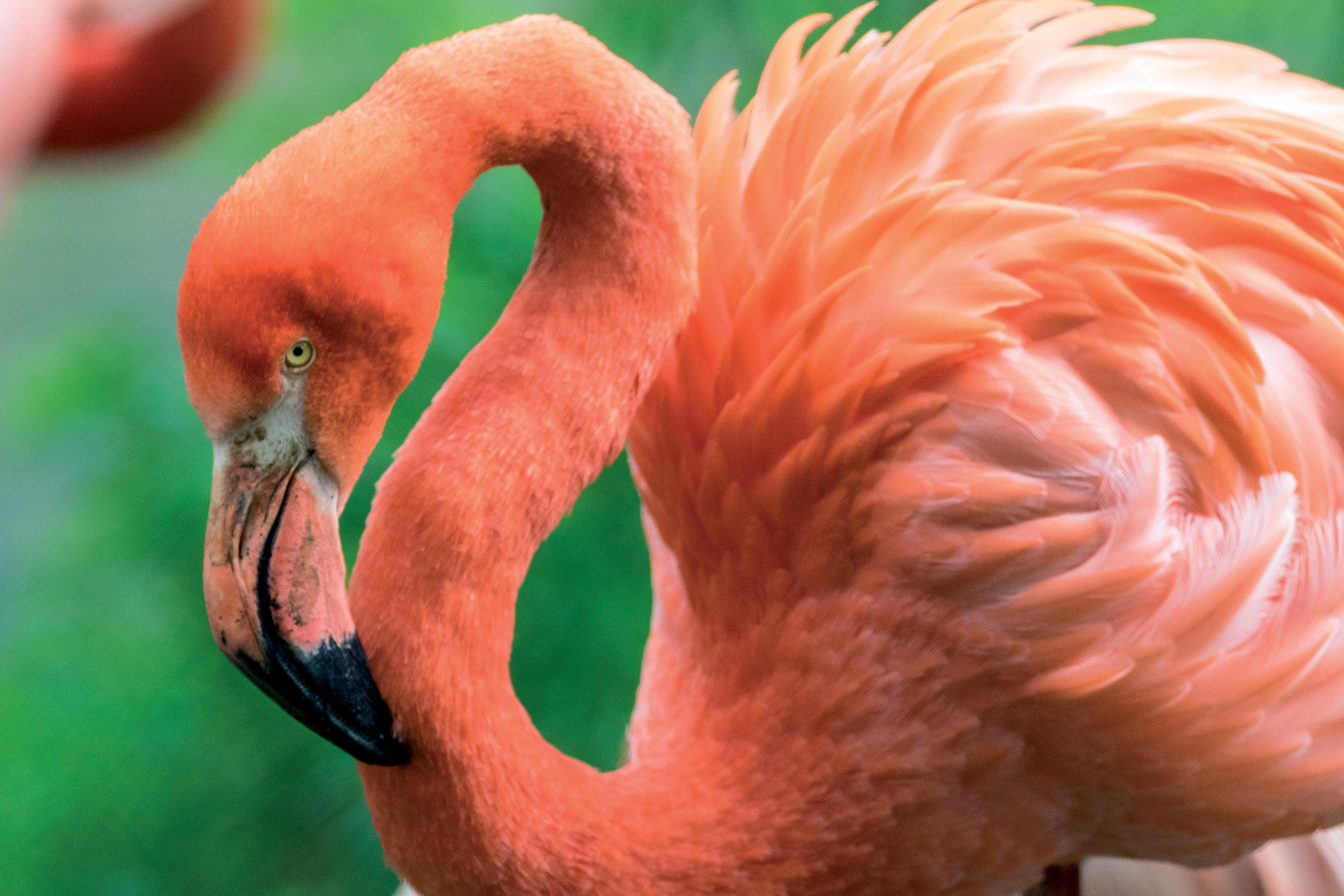 Flamingo - Flamingo Land Resort