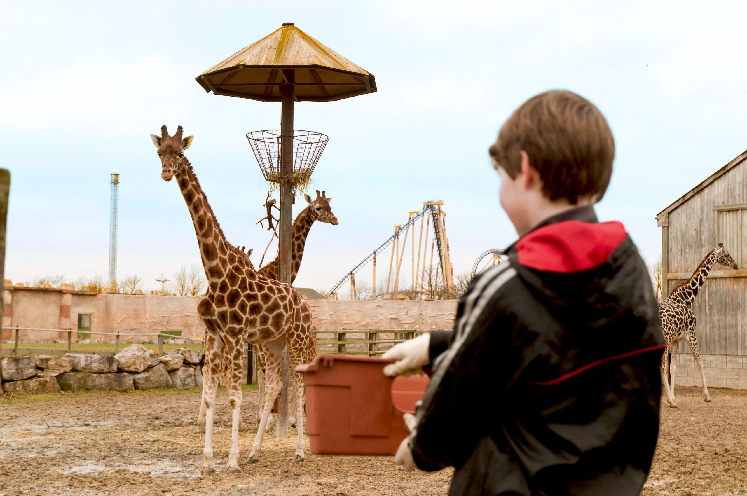 Giraffe Encounter - Flamingo Land Resort