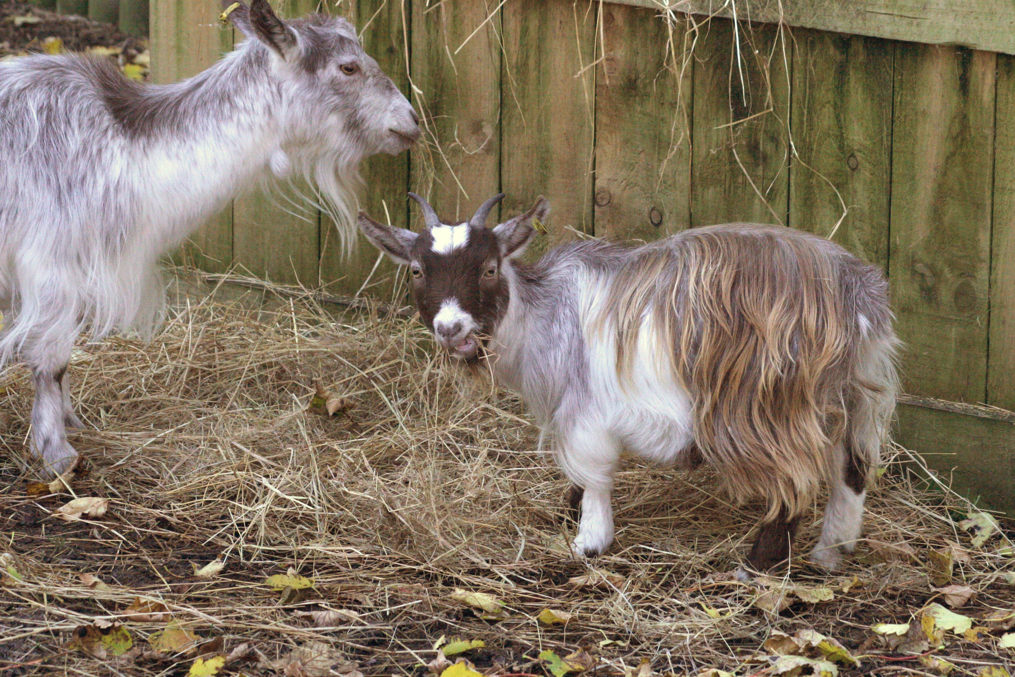 westafricanpygmygoat Flamingo Land Resort