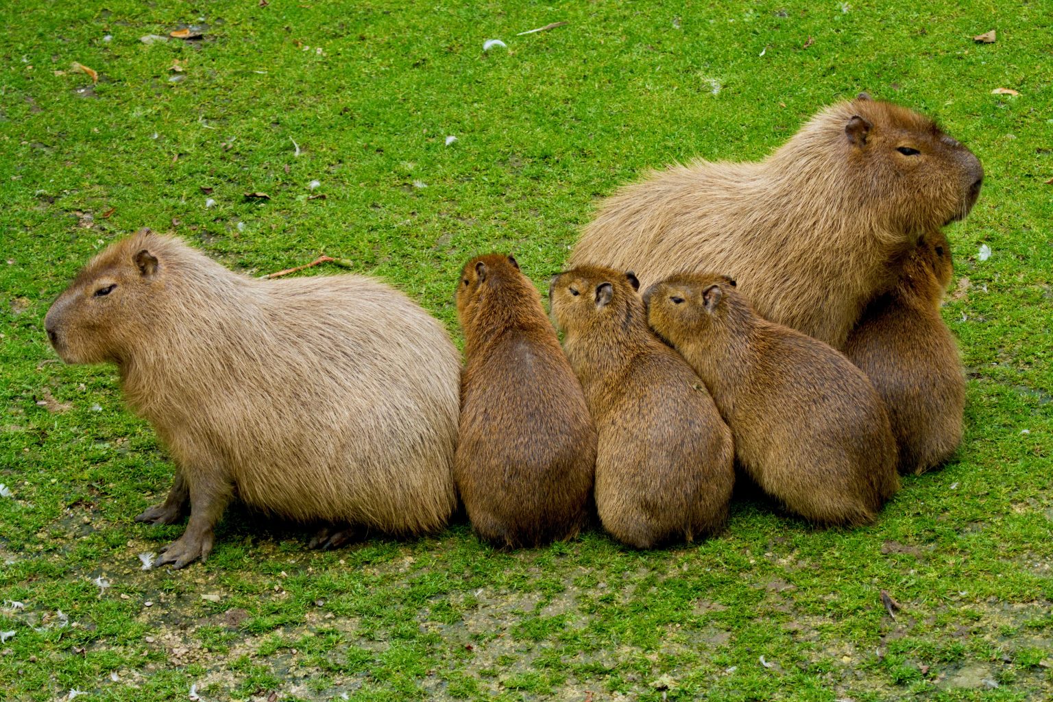 Capybara4 - Flamingo Land Resort