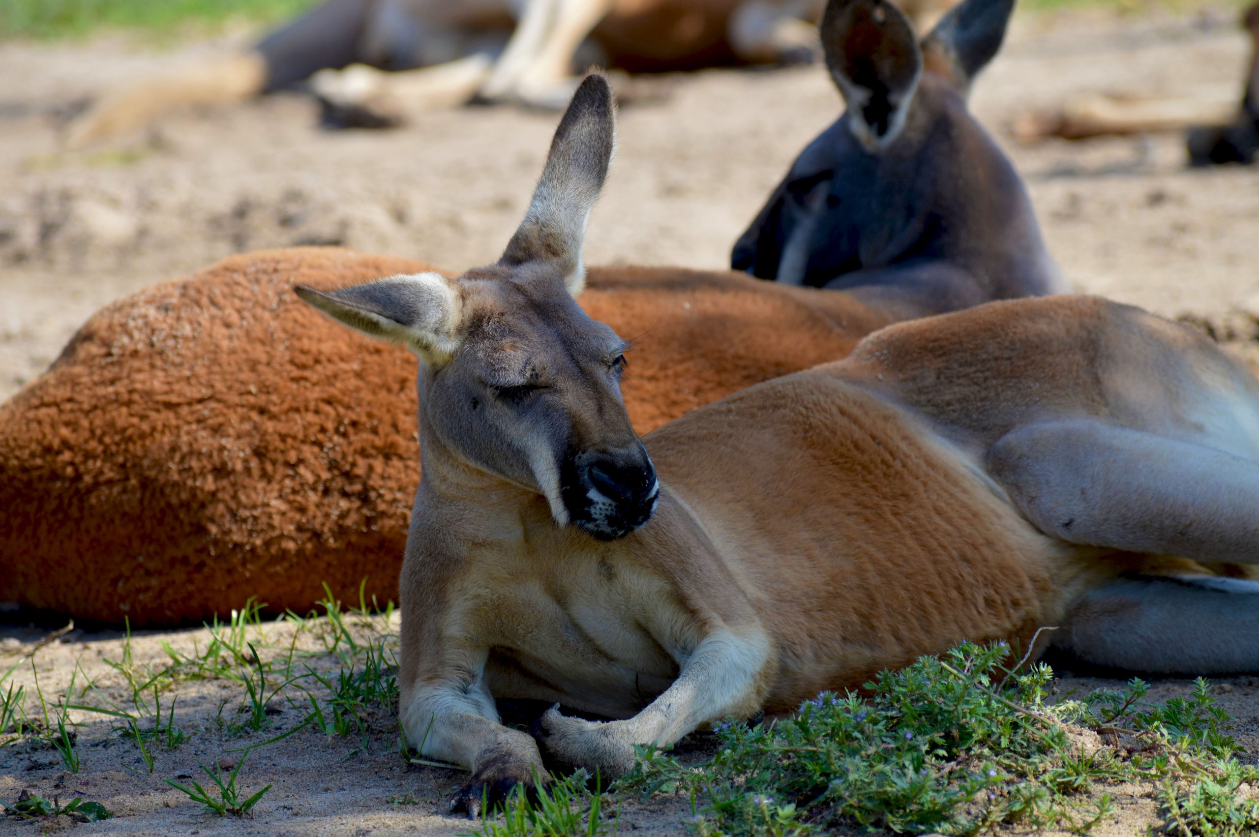 Red Kangaroo - Flamingo Land Resort Red Kangaroo - Flamingo Land Resort
