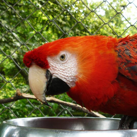 Scarlet-macaw2.0