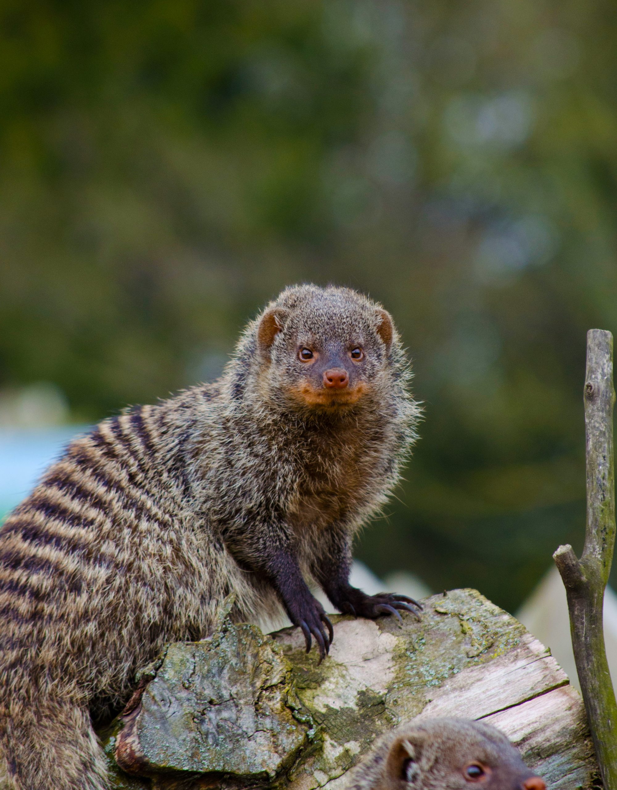 Banded Mongoose - Flamingo Land Resort