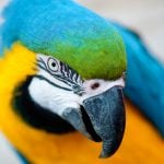 Blue-Yellow-Macaw7