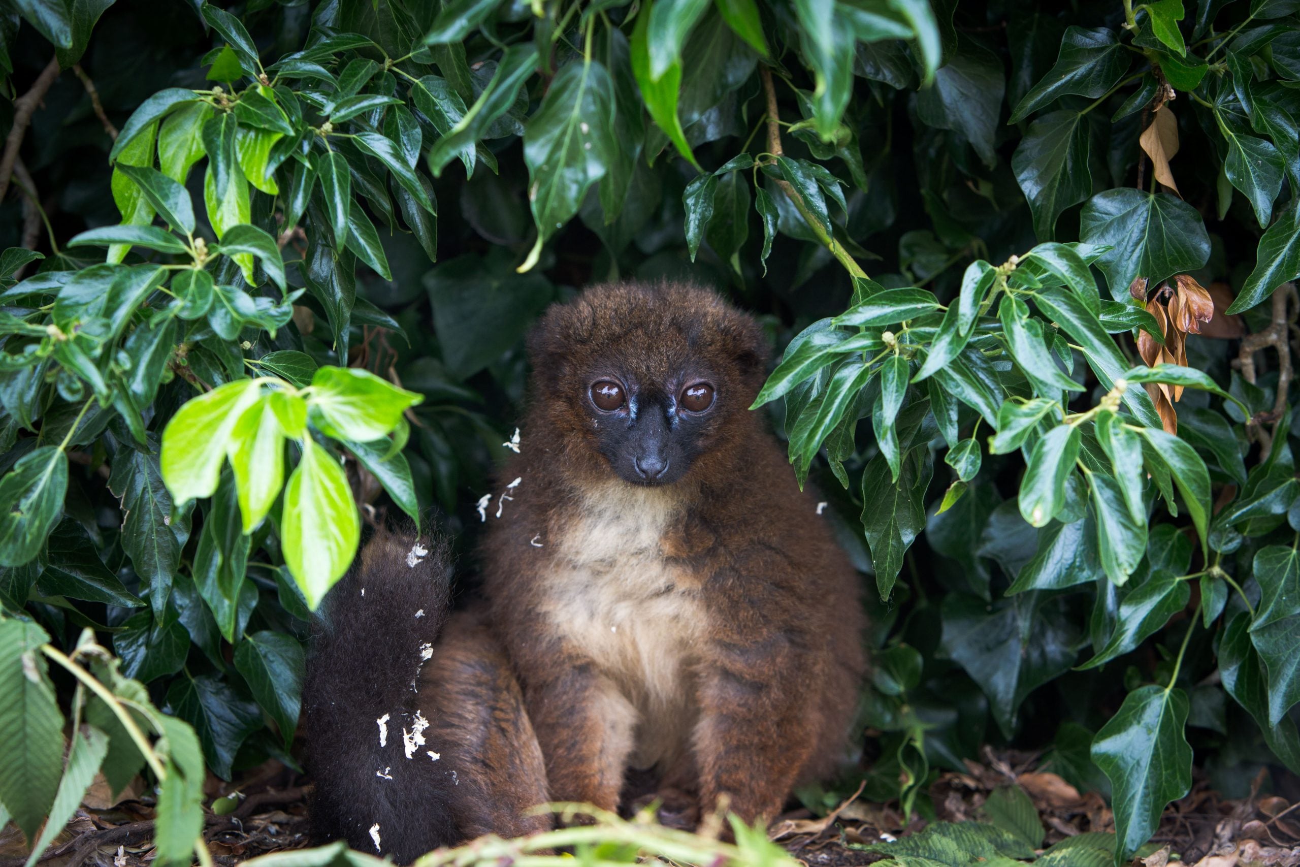 Red Bellied Lemur - Flamingo Land Resort