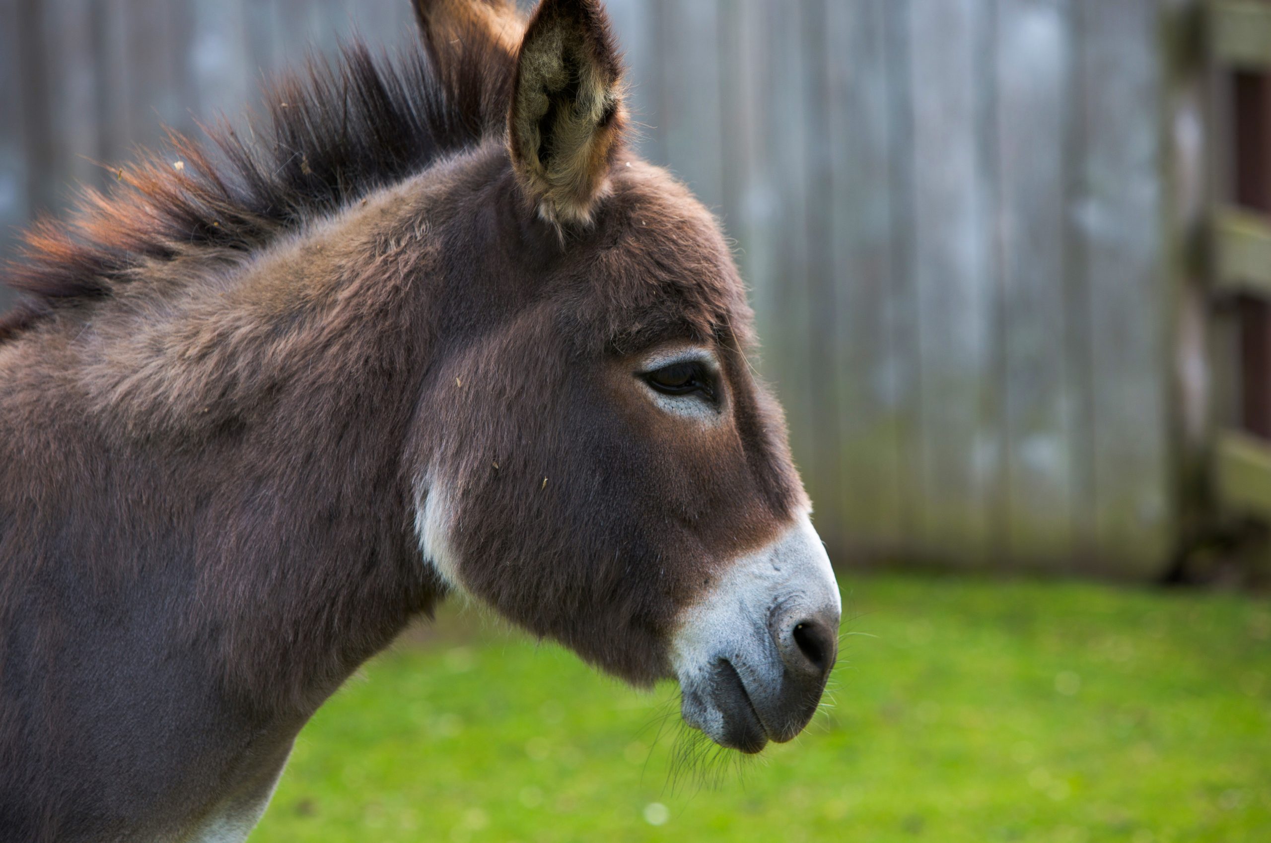 Donkey - Flamingo Land Resort