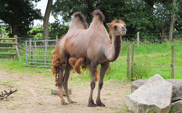 Coats Off Time For Our Camels! - Flamingo Land Resort
