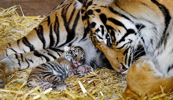 Resultado de imagen de panthera tigris cubs