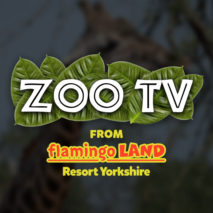 Special Offers - Flamingo Land Resort