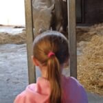 Flamingo Land Resort - Walk on the Wild Side