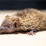 Lesser Hedgehog Tenrec