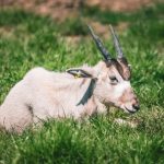 addax 1