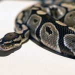 ball royal python 1